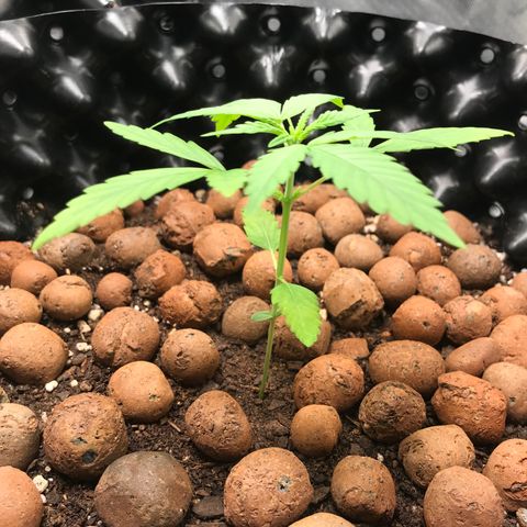 Zkittlez Express growlog timeline photo