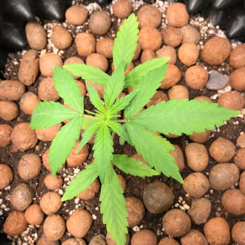 Zkittlez Express growlog timeline photo