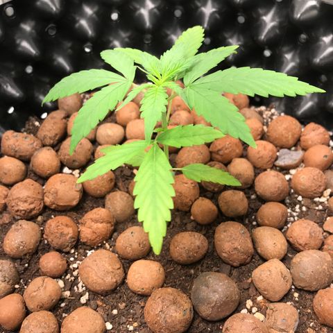 Zkittlez Express growlog timeline photo