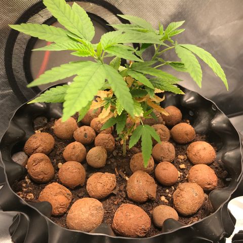 Cheese growlog timeline photo