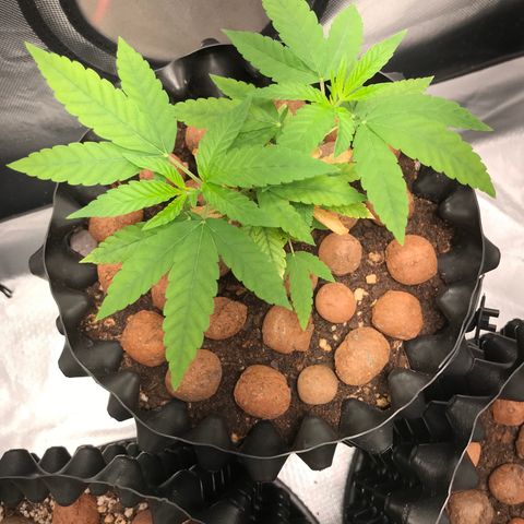 Cheese growlog timeline photo