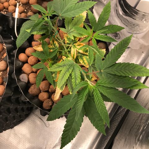 Amnesia Haze growlog timeline photo