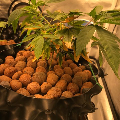 Amnesia Haze growlog timeline photo