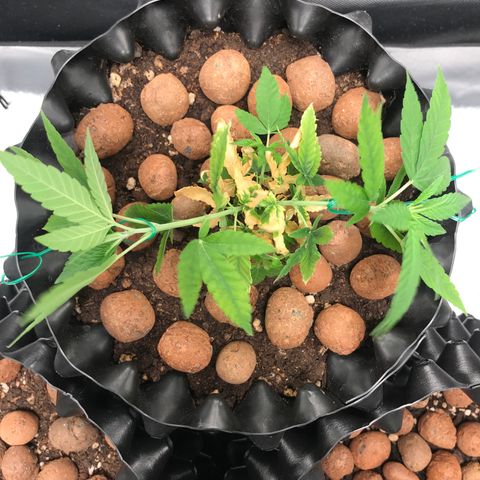 Cheese growlog photo: Primeiro LST - Amarras