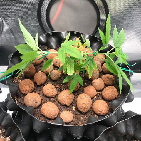 Cheese growlog photo: Primeiro LST - Amarras
