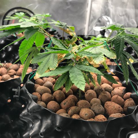 Amnesia Haze growlog timeline photo
