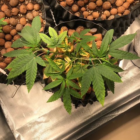 Amnesia Haze growlog timeline photo