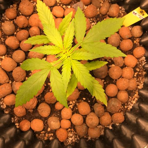 Zkittlez Express growlog timeline photo