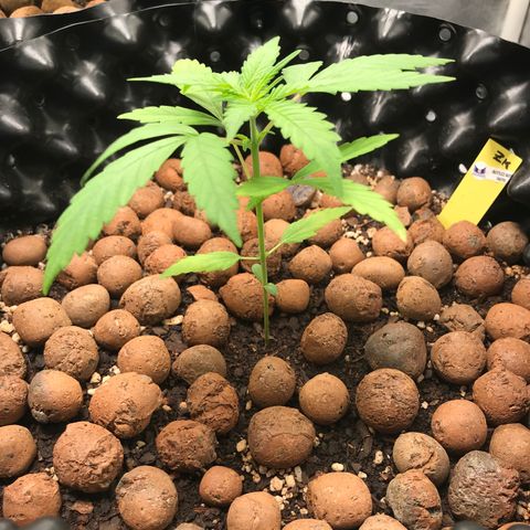 Zkittlez Express growlog timeline photo