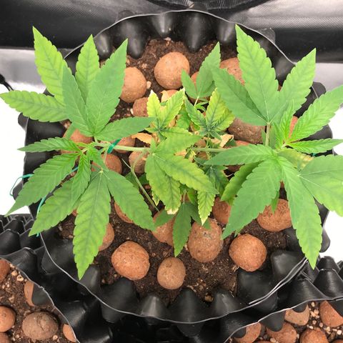 Cheese growlog photo: Com menos de 24h de LST os topos já viraram para cima de novo. 