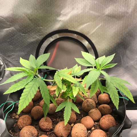 Cheese growlog photo: Com menos de 24h de LST os topos já viraram para cima de novo. 