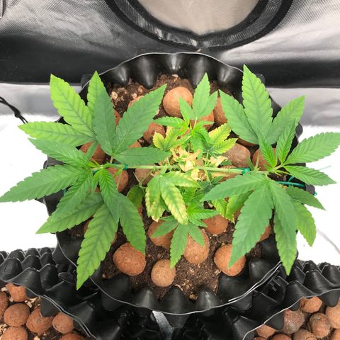Cheese growlog timeline photo