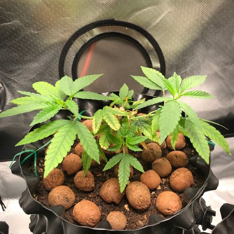 Cheese growlog timeline photo
