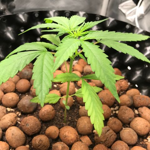Zkittlez Express growlog timeline photo