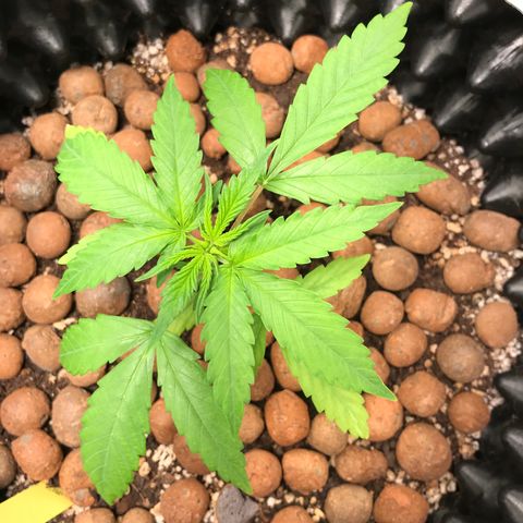 Zkittlez Express growlog timeline photo