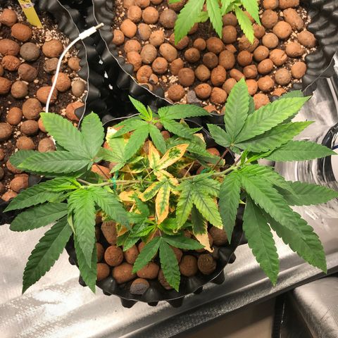Amnesia Haze growlog timeline photo