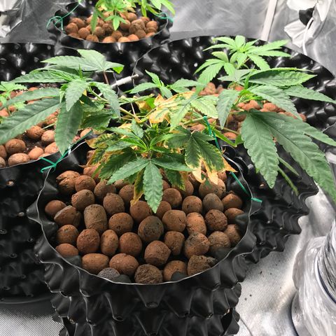 Amnesia Haze growlog timeline photo