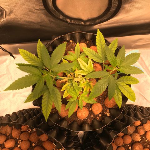 Cheese growlog timeline photo