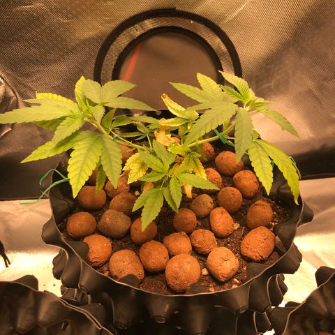 Cheese growlog timeline photo