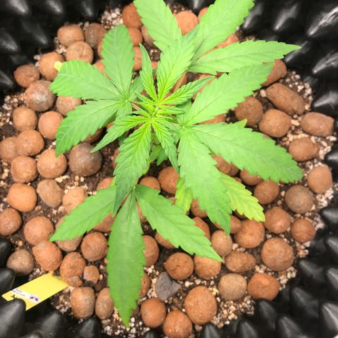 Zkittlez Express growlog timeline photo
