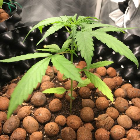 Zkittlez Express growlog timeline photo