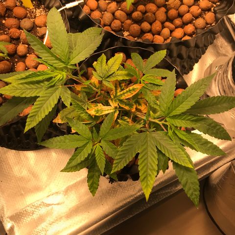 Amnesia Haze growlog timeline photo