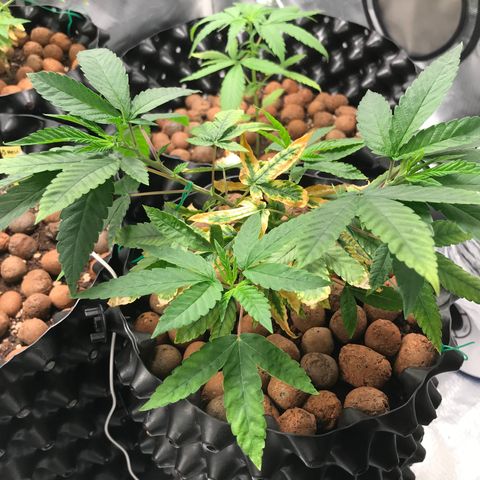 Amnesia Haze growlog timeline photo