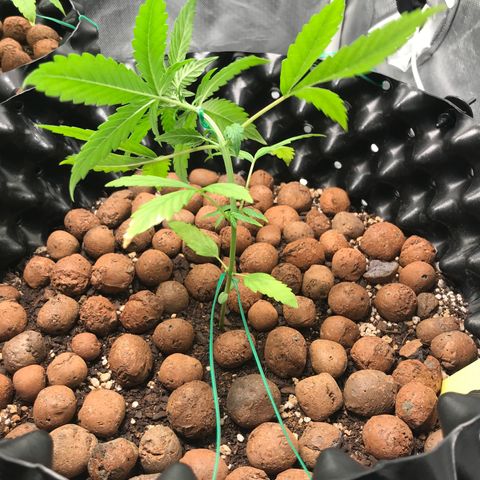 Zkittlez Express growlog photo: Após primeiro LST - Amarras