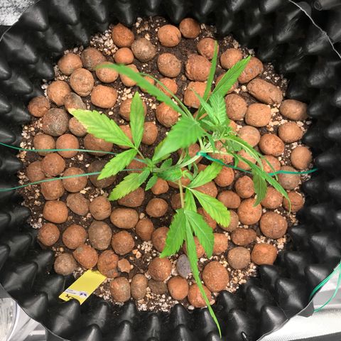 Zkittlez Express growlog photo: Após primeiro LST - Amarras
