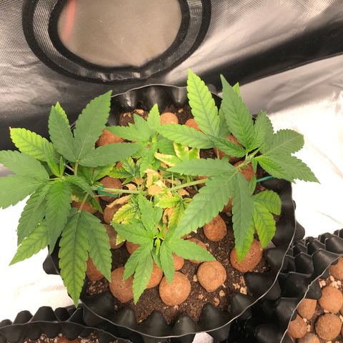 Cheese growlog timeline photo
