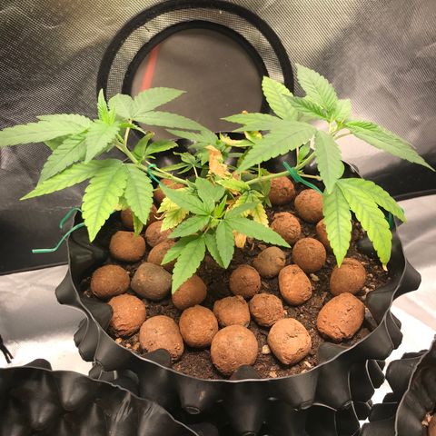 Cheese growlog timeline photo