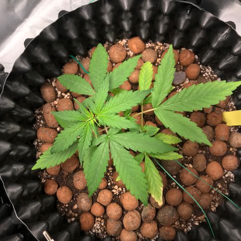 Zkittlez Express growlog timeline photo
