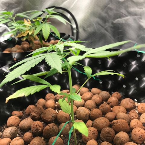 Zkittlez Express growlog timeline photo