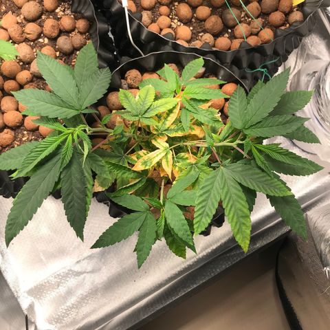 Amnesia Haze growlog timeline photo