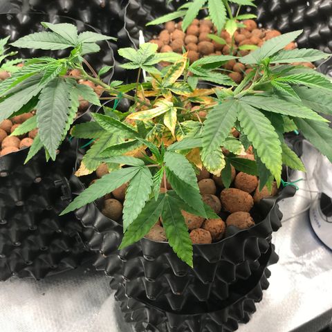 Amnesia Haze growlog timeline photo