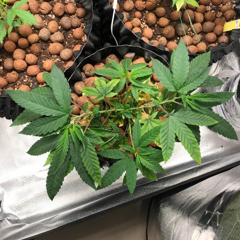 Amnesia Haze growlog photo: Após remoção de algumas folhas amarelas