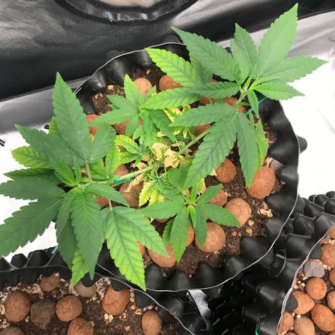 Cheese growlog timeline photo