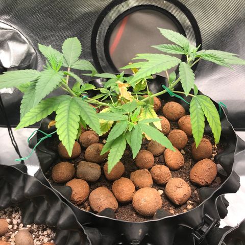 Cheese growlog timeline photo
