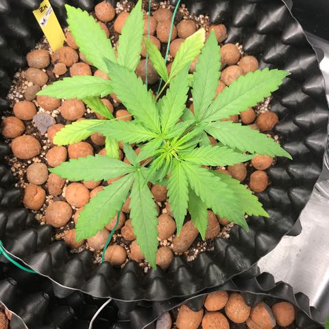 Zkittlez Express growlog timeline photo