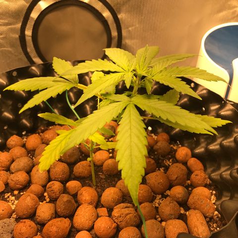 Zkittlez Express growlog timeline photo