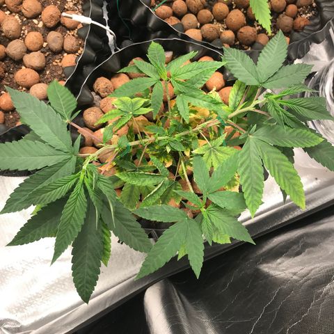 Amnesia Haze growlog timeline photo