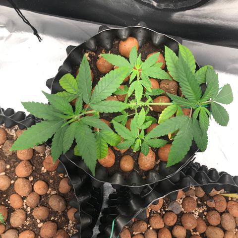 Cheese growlog photo: Removida folhas mortas