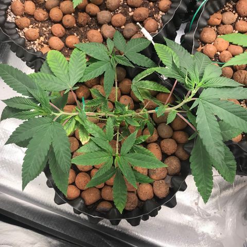 Amnesia Haze growlog timeline photo