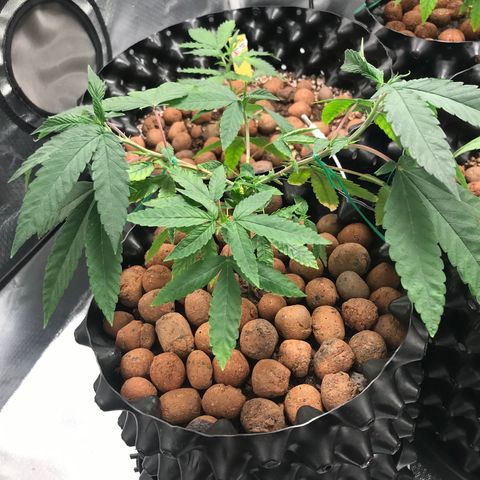 Amnesia Haze growlog timeline photo