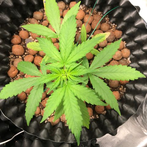 Zkittlez Express growlog timeline photo