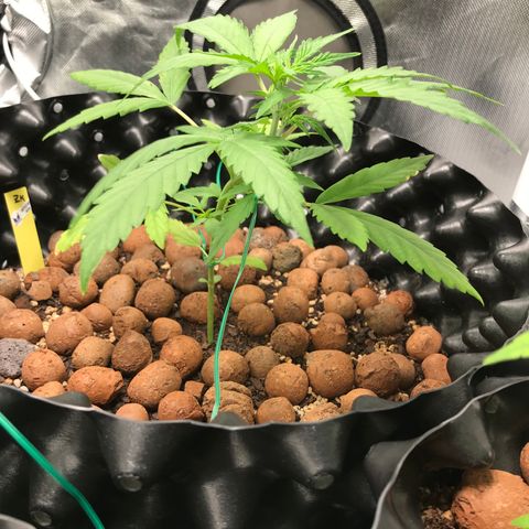 Zkittlez Express growlog timeline photo