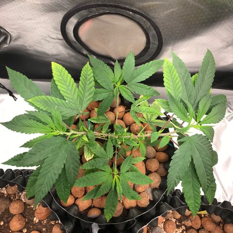 Amnesia Haze growlog timeline photo
