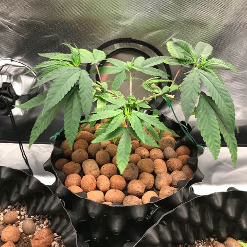 Amnesia Haze growlog timeline photo