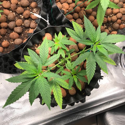 Cheese growlog timeline photo