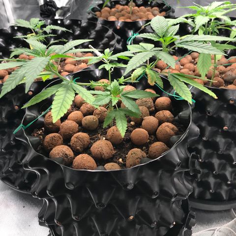 Cheese growlog timeline photo